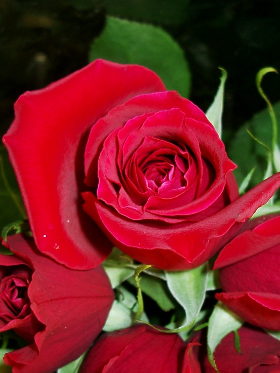 Since antiquity the Rose has been associated with the love God Eros and his